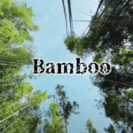 Bamboo